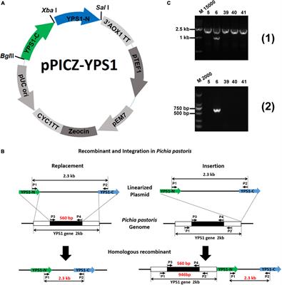 Enhancement of HSA-pFSHβ production by disrupting YPS1 and supplementing N-acetyl-L-cysteine in Pichia pastoris